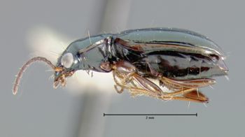 Media type: image;   Entomology 19627 Aspect: habitus lateral view